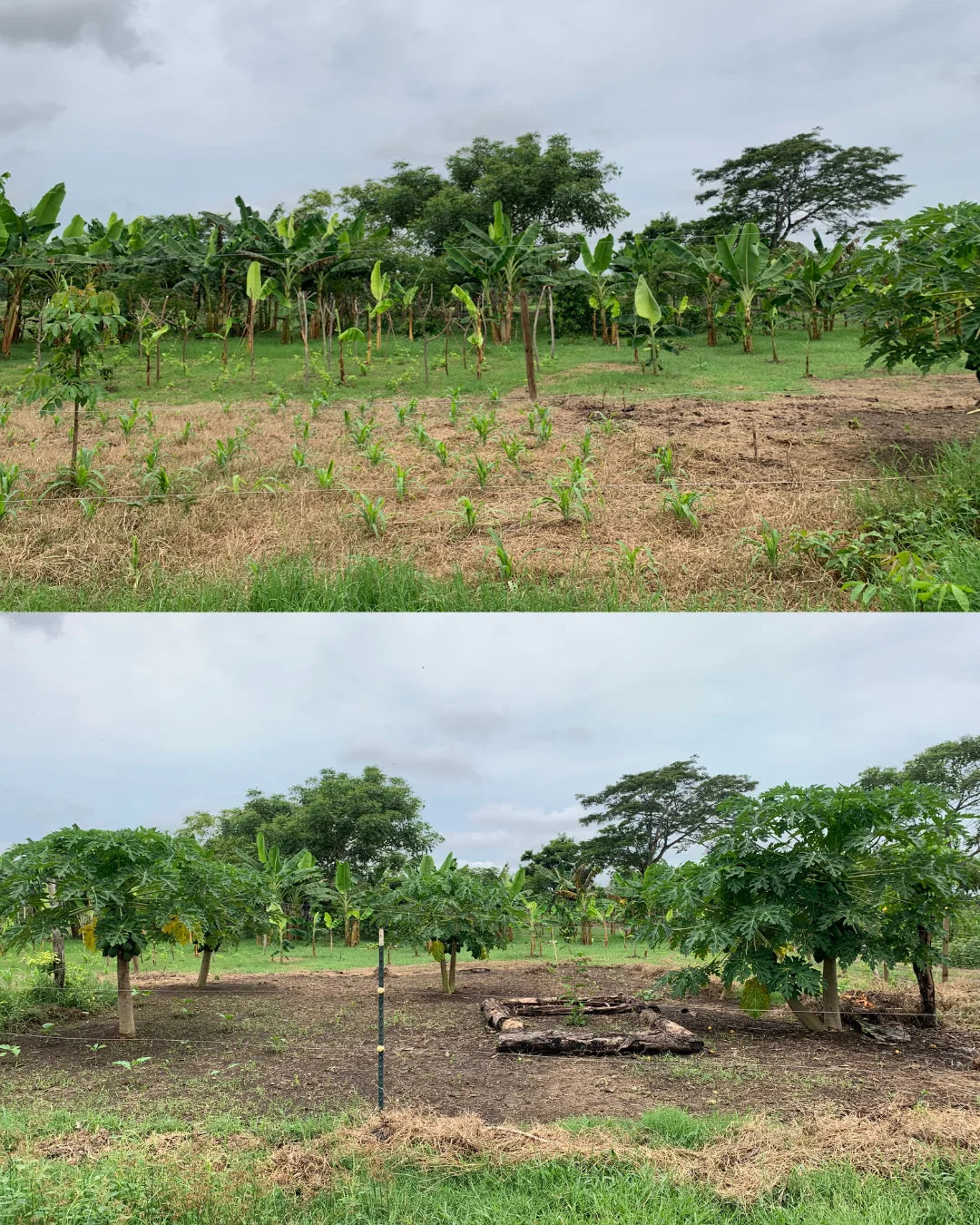 Finca de 6,5 hectáreas en cereté