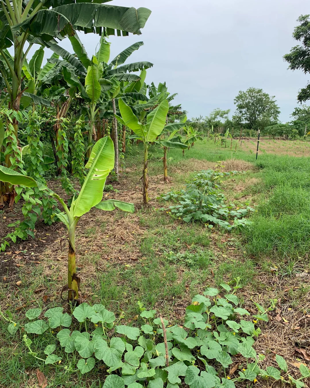 Finca de 6,5 hectáreas en cereté