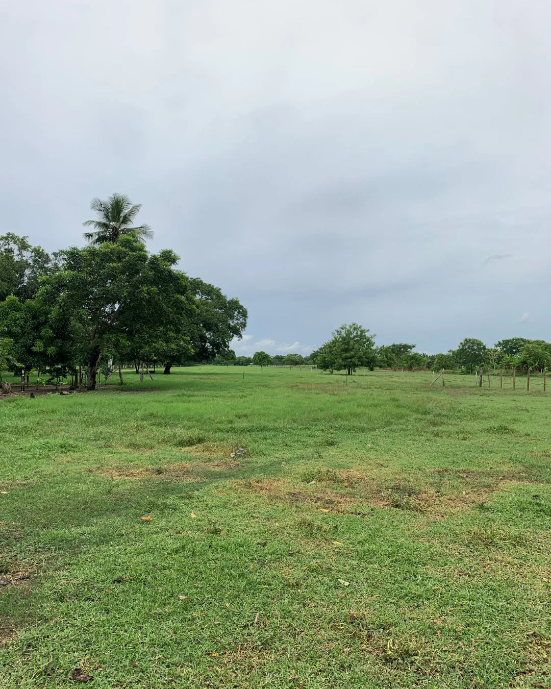 Finca de 6,5 hectáreas en cereté