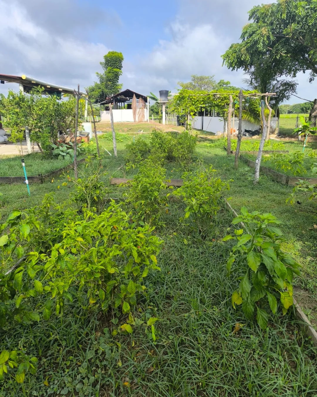 Casa finca de 7.000mts2 con pesebrera galpon marraneras rabo largo