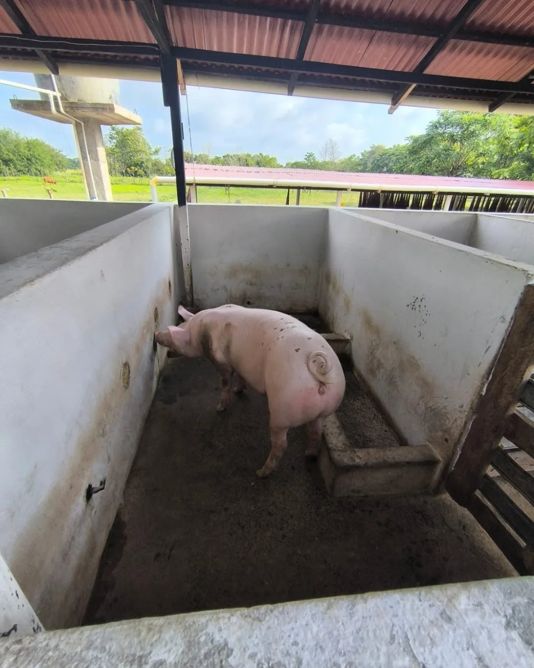 Casa finca de 7.000mts2 con pesebrera galpon marraneras rabo largo