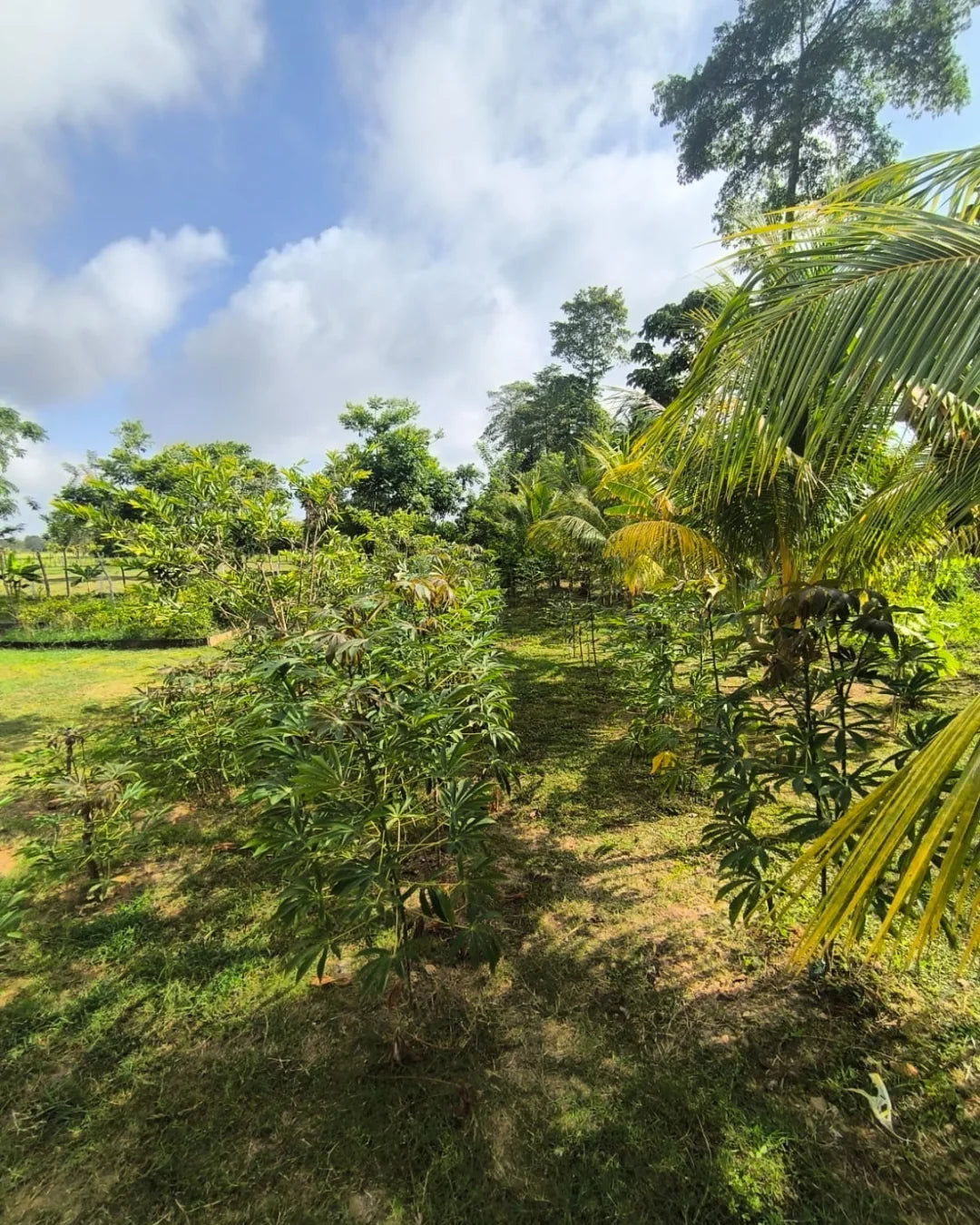 Casa finca de 7.000mts2 con pesebrera galpon marraneras rabo largo