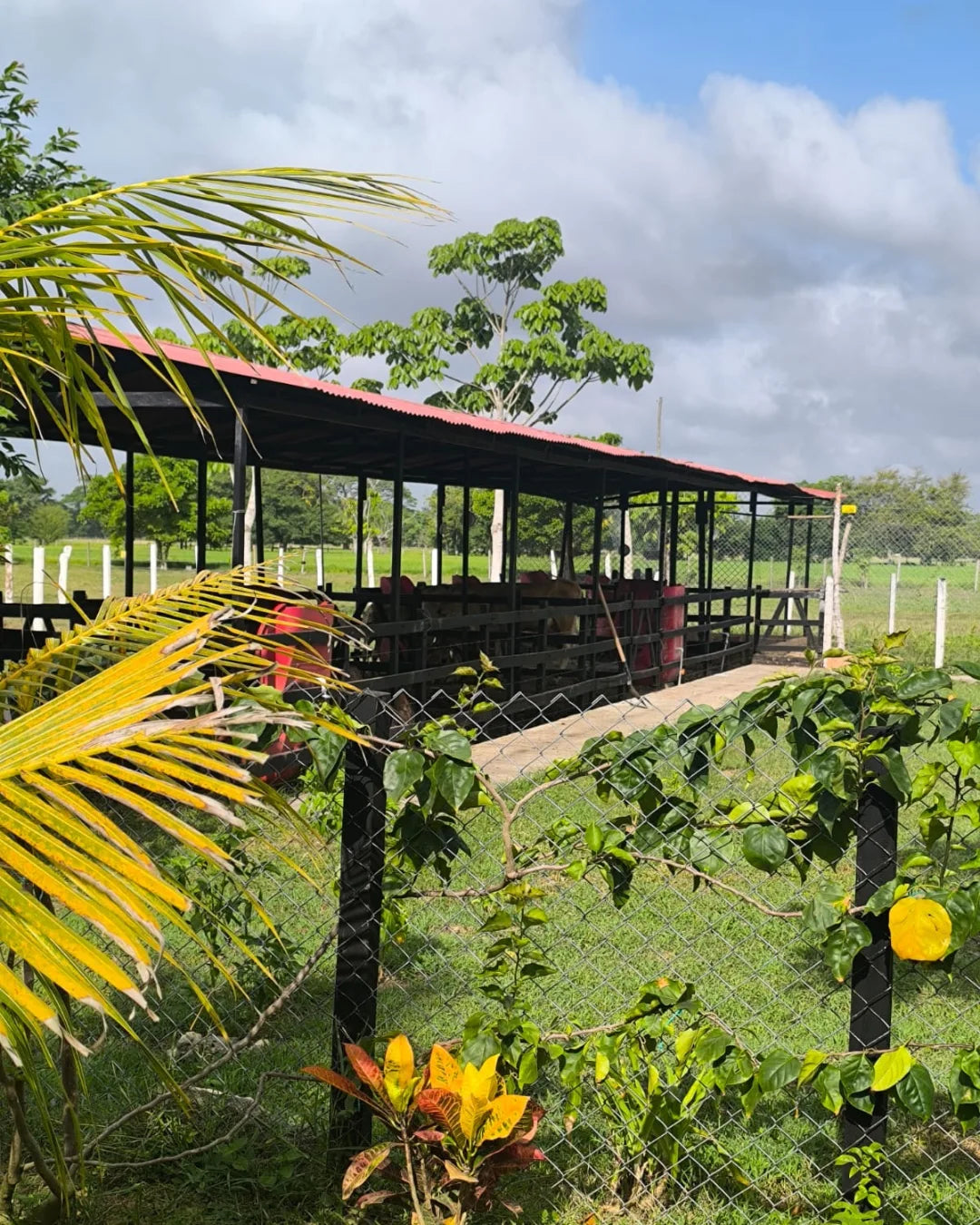 Casa finca de 7.000mts2 con pesebrera galpon marraneras rabo largo