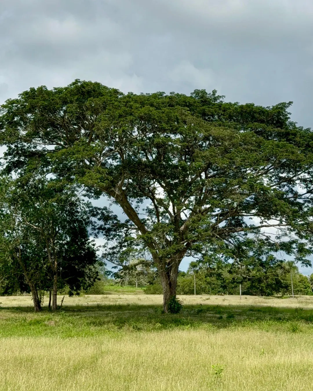 Finca cebadora de 250 hectáreas santa lucia-moñitos