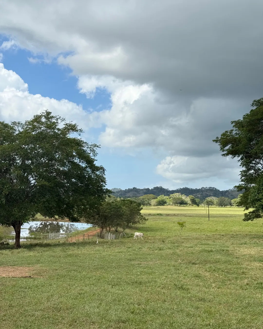 Finca cebadora de 250 hectáreas santa lucia-moñitos
