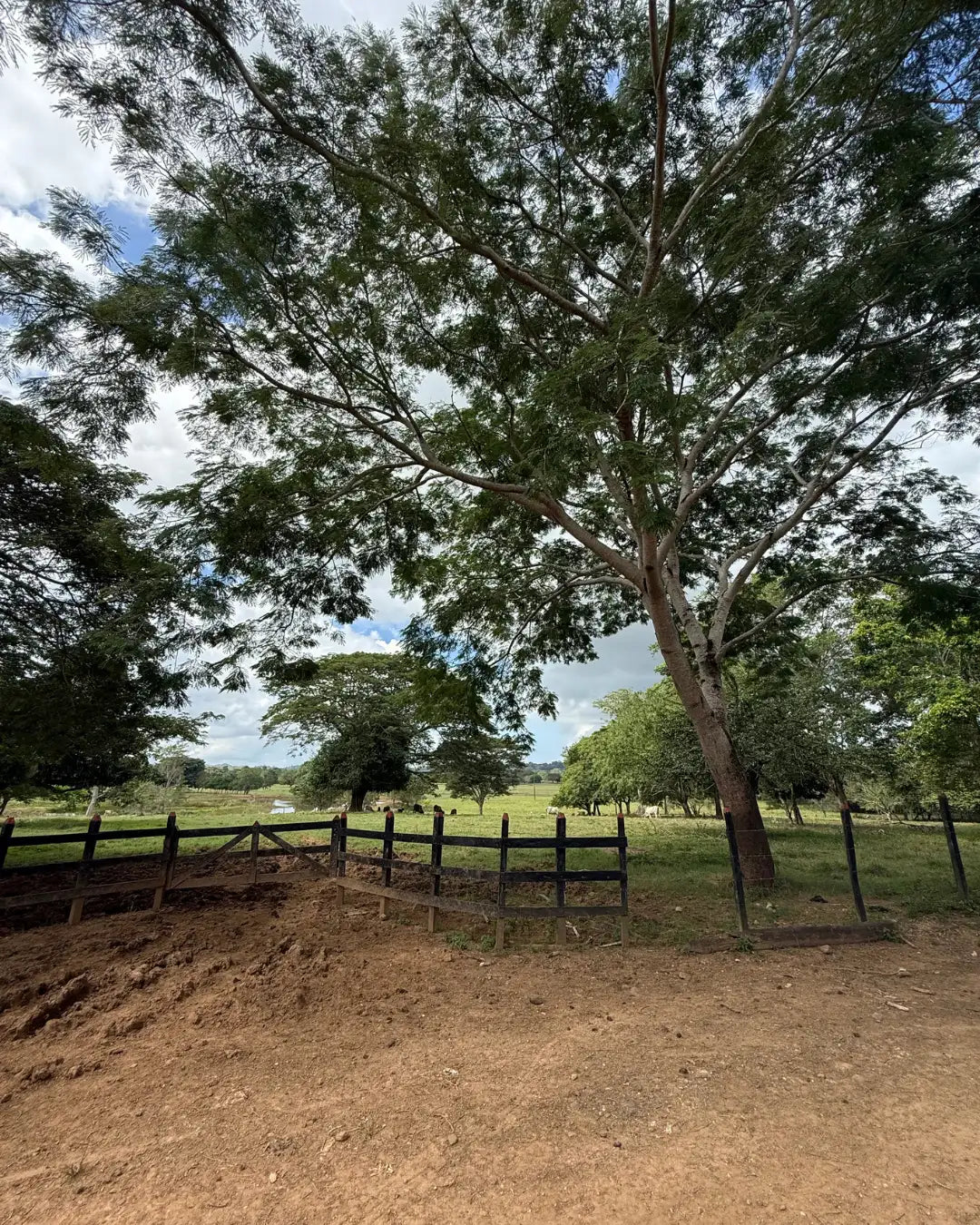Finca cebadora de 250 hectáreas santa lucia-moñitos