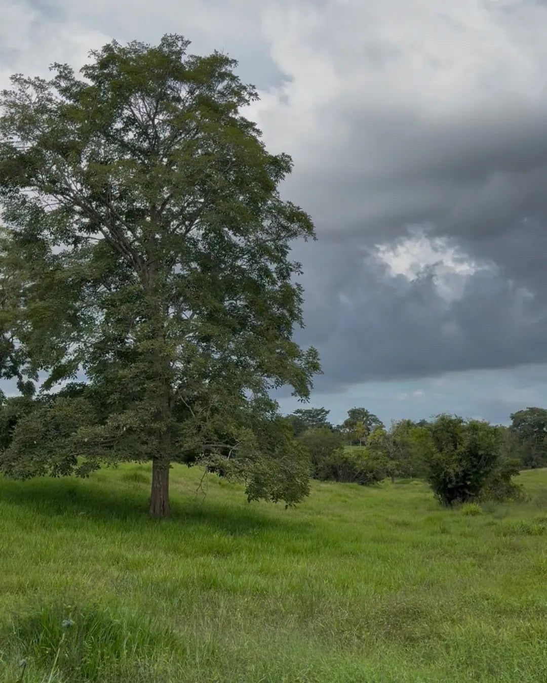 Finca cebadora de 250 hectáreas santa lucia-moñitos