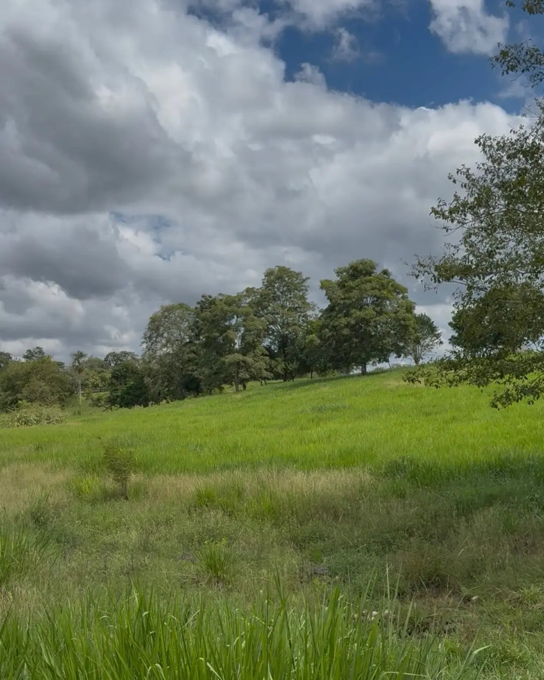 Finca cebadora de 250 hectáreas santa lucia-moñitos
