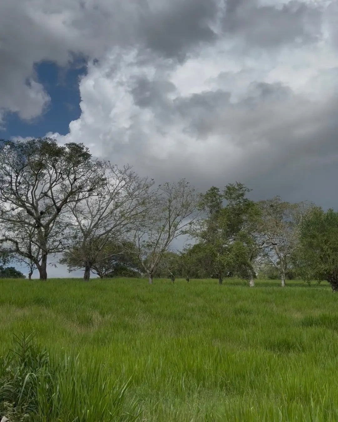 Finca cebadora de 250 hectáreas santa lucia-moñitos