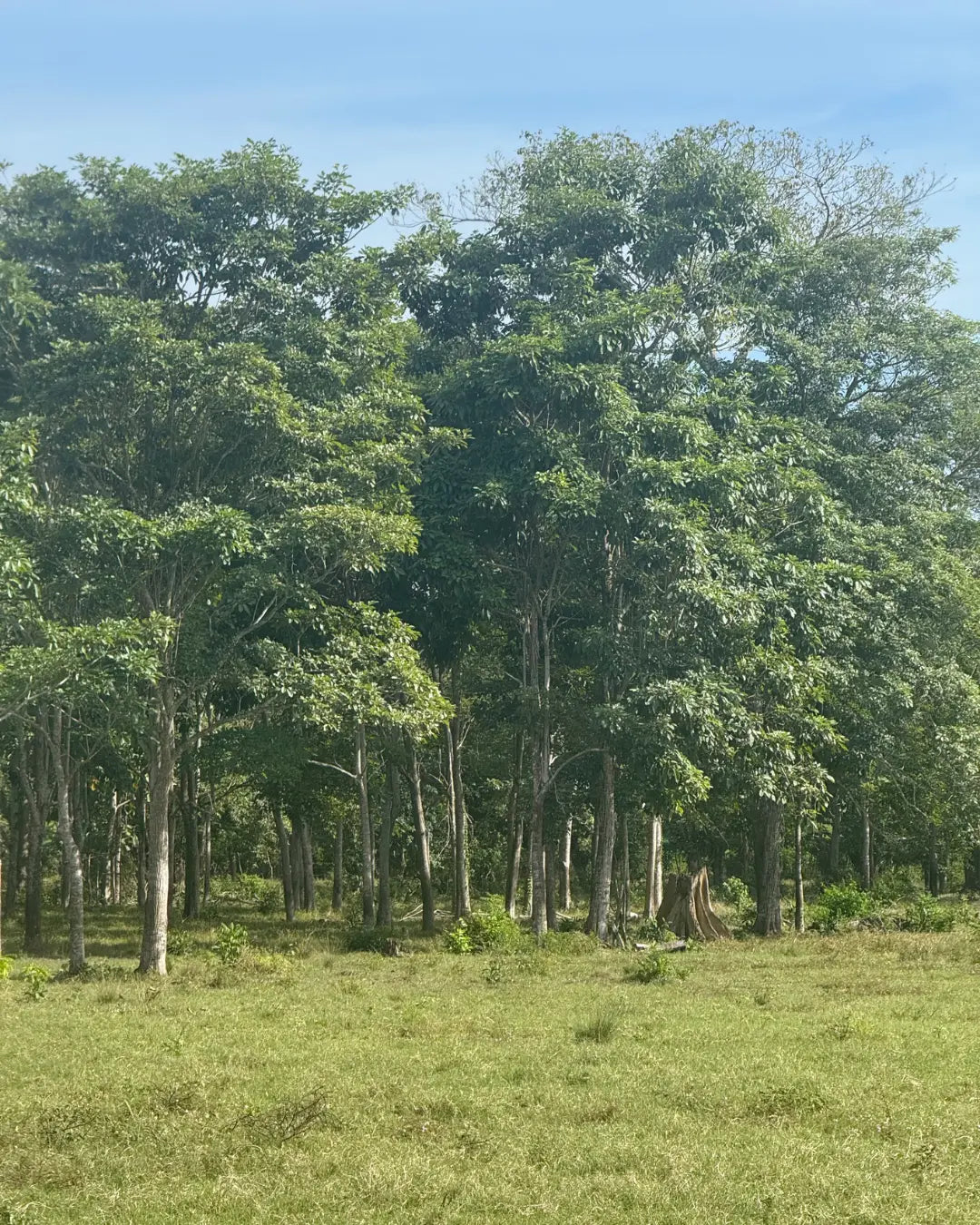 Finca de 168 hectareas en puerto escondido