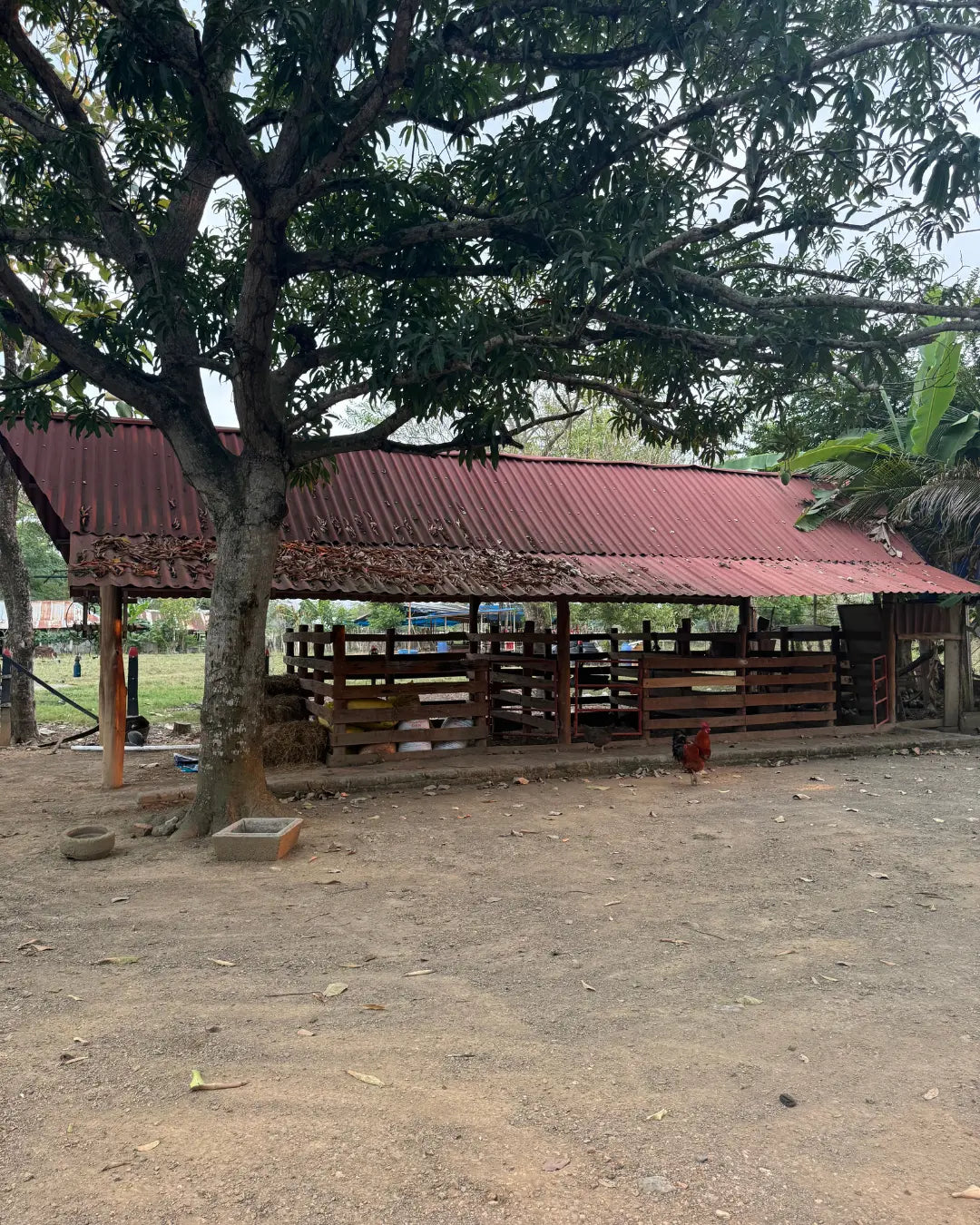 Finca en montería 1-7 hectareas a solo 5kms del casco urbano