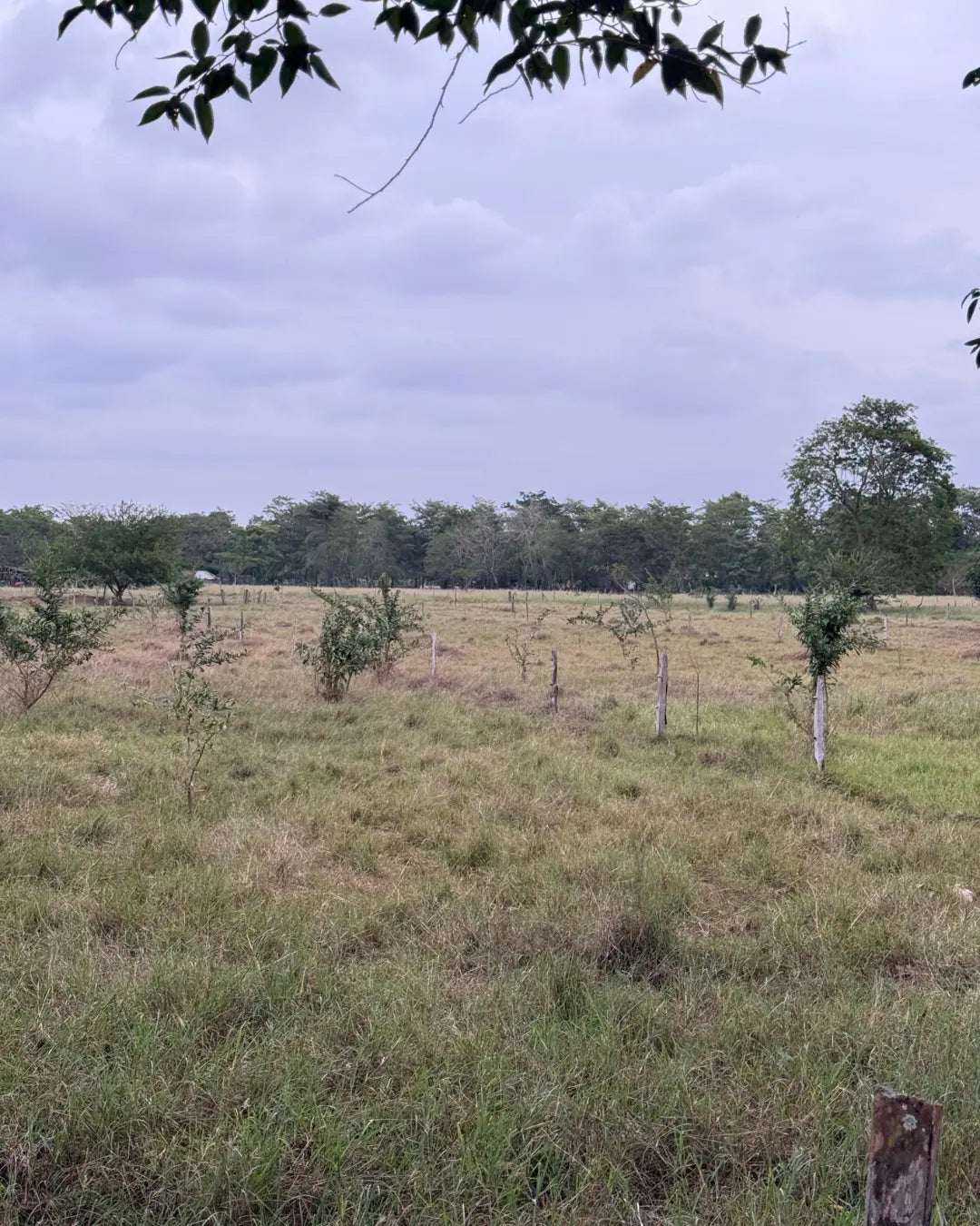 Finca en montería 1-7 hectareas a solo 5kms del casco urbano
