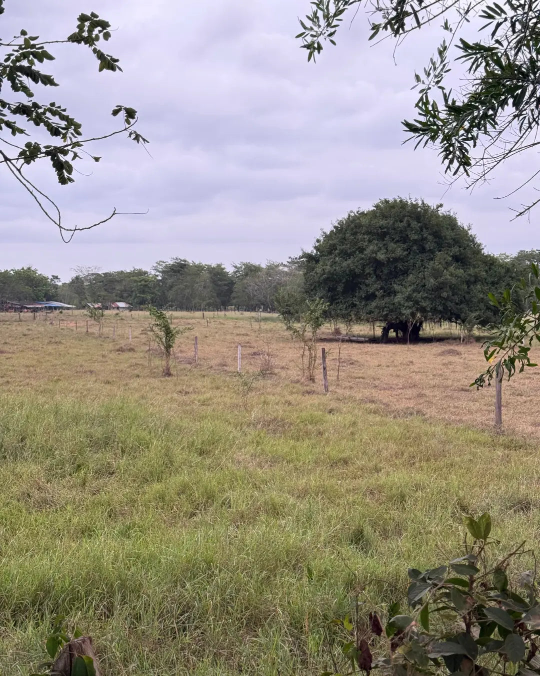 Finca en montería 1-7 hectareas a solo 5kms del casco urbano